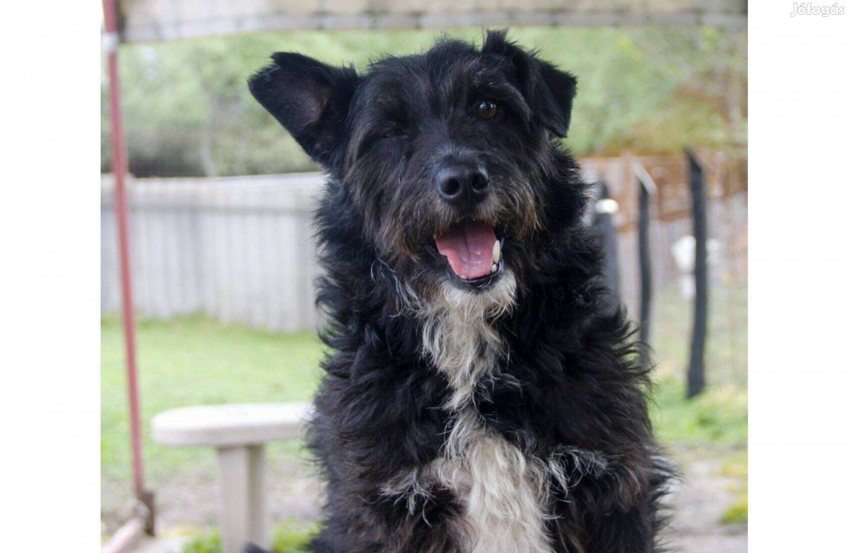 Gáspárka gazdit keres