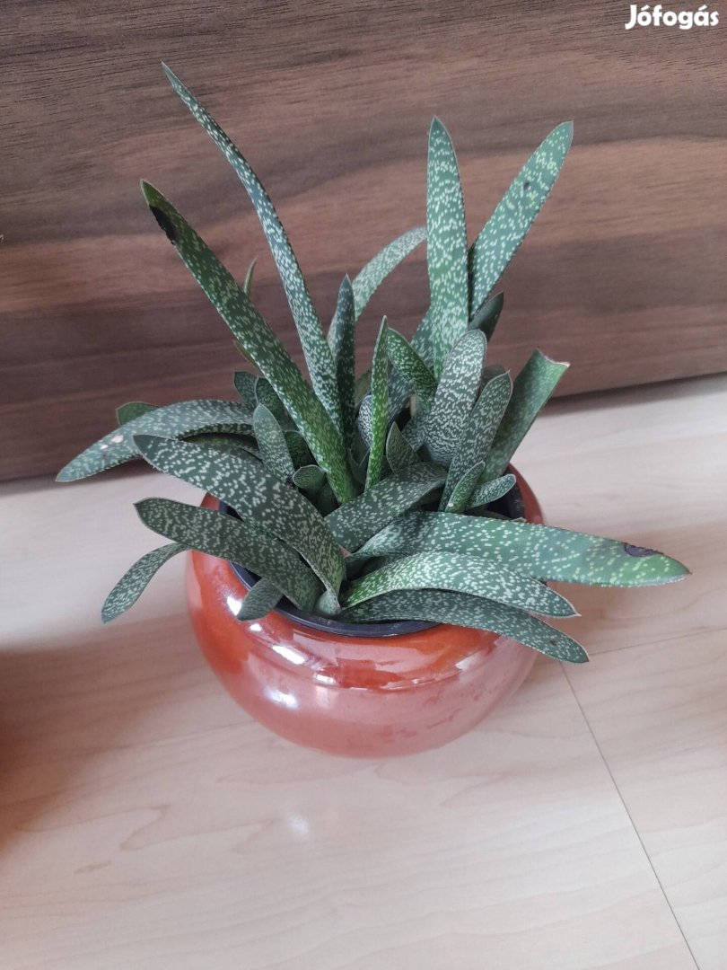 Gasteria aloe  több méretben eladó + kaspók 