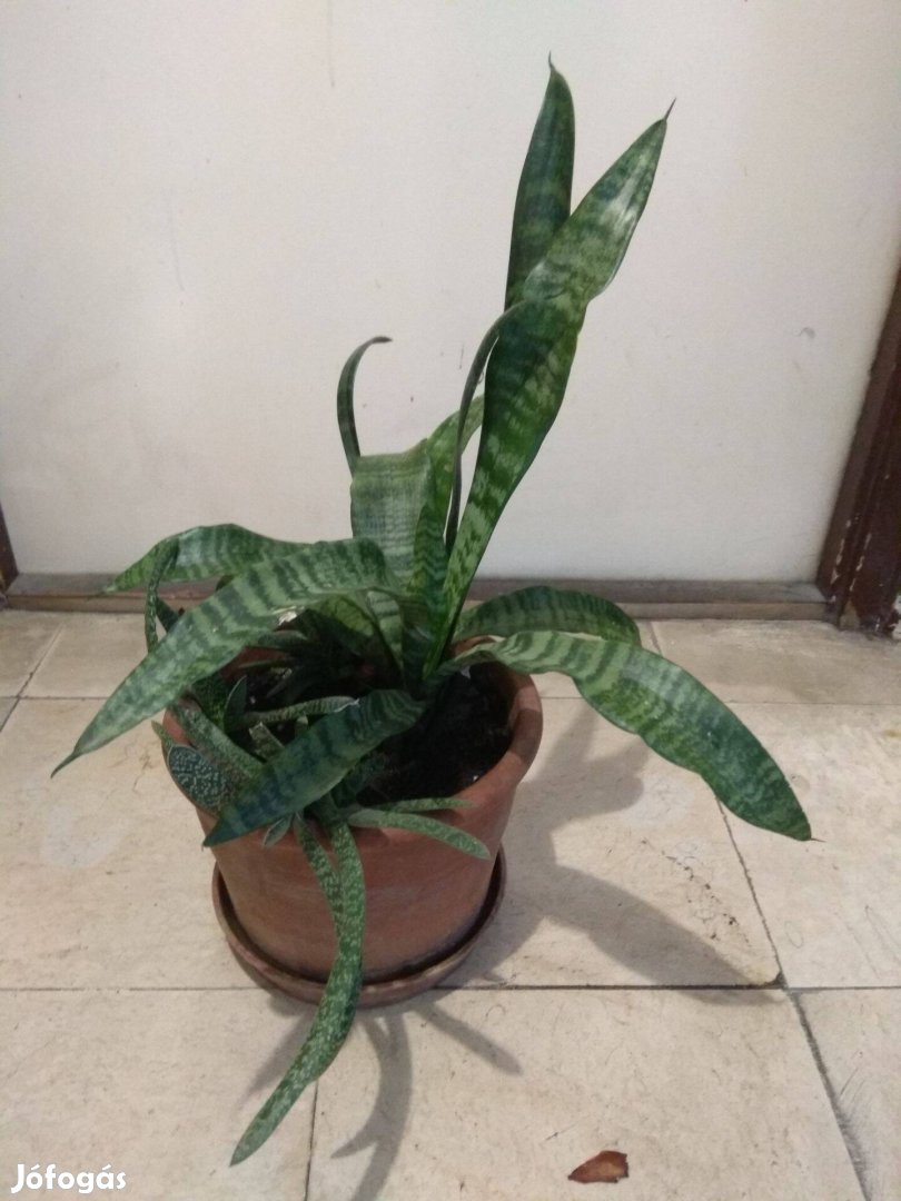 Gasteria és anyósnyelv (Sansavieria) szobanövény