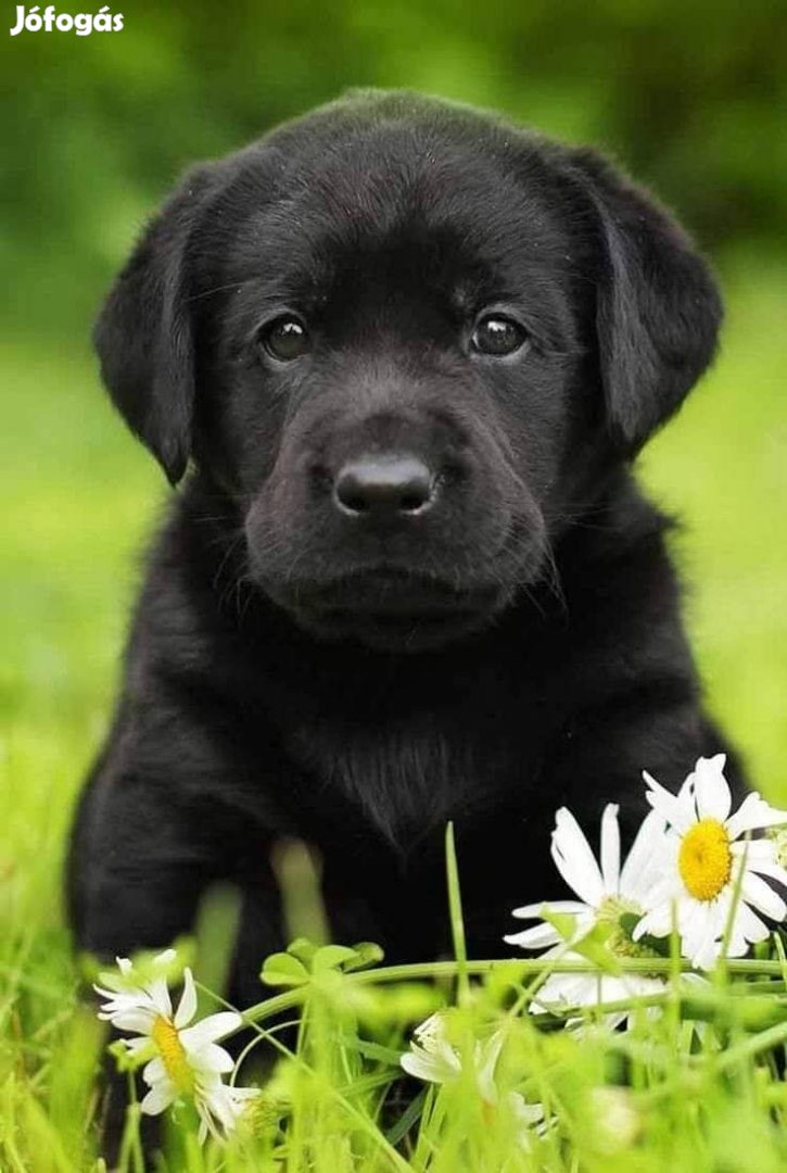 Gazdikereső Labrador Retriever kan