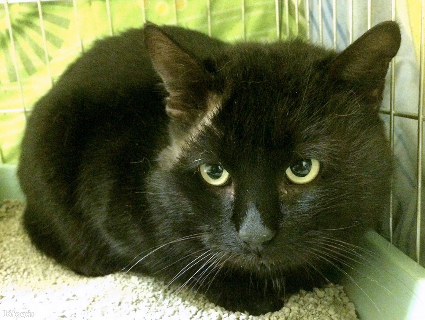 Gazdit keres Barnabás ivartalanított kandúr Budapest