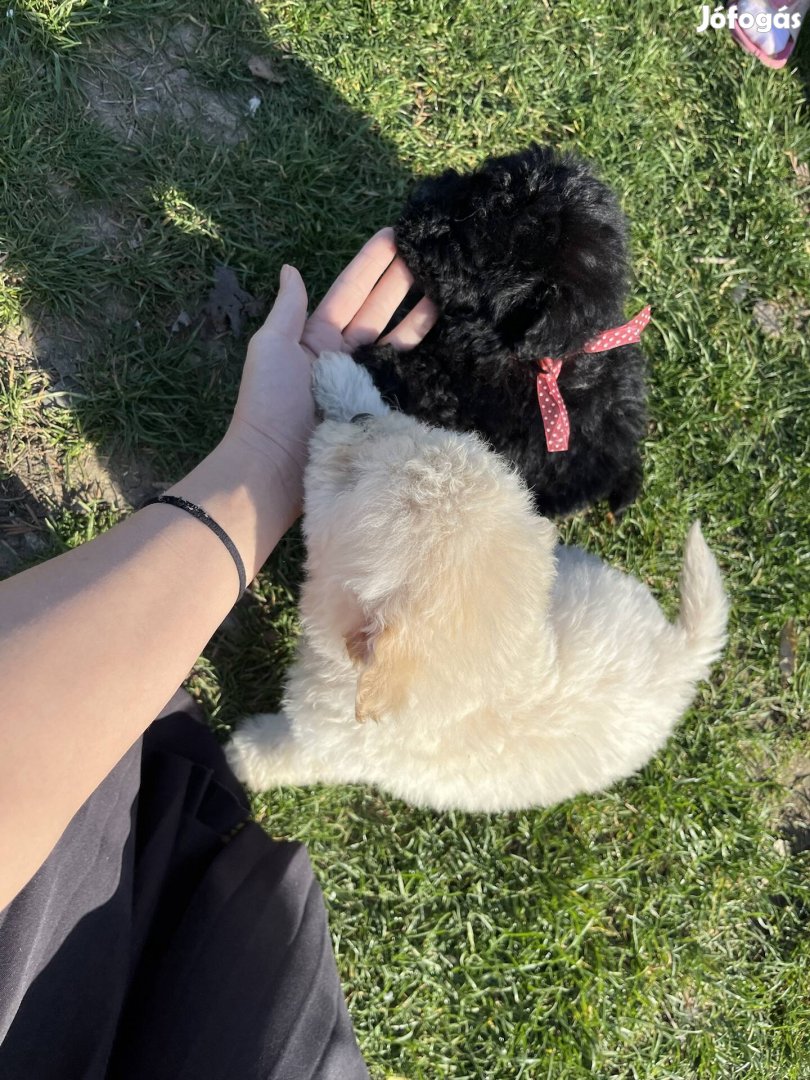 Gazdit keresnek bichon havanese fajta jellegű kiskutyák