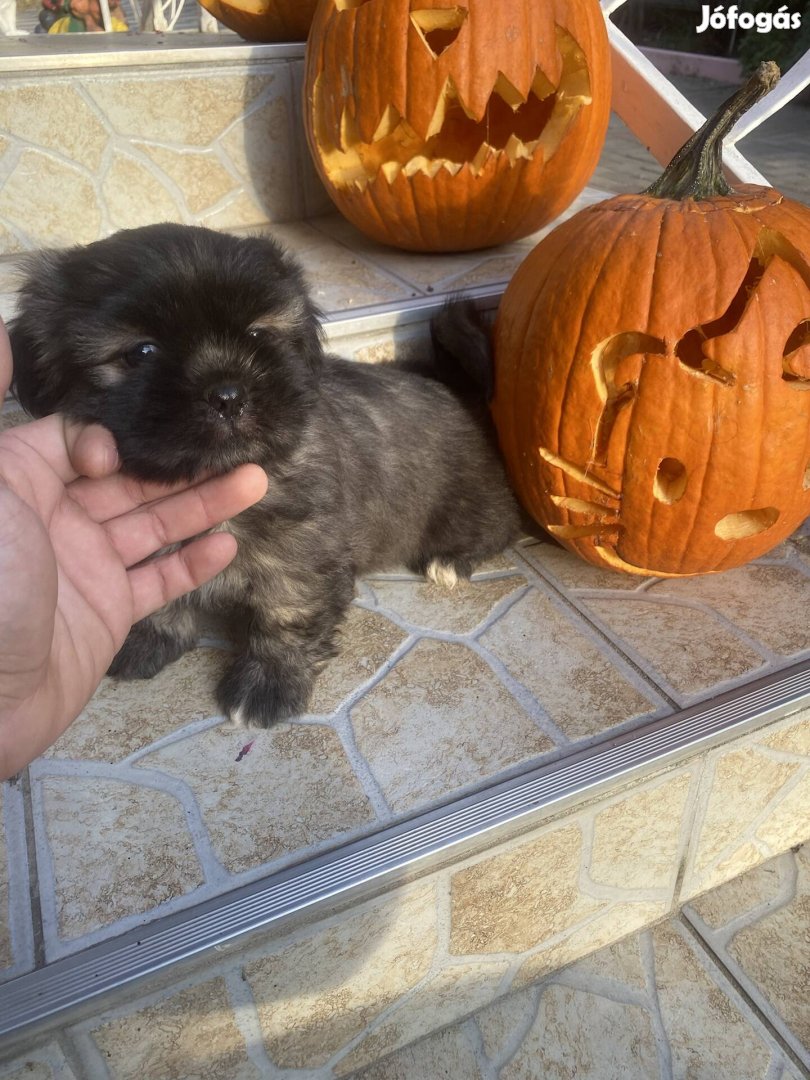 Gazdit keresnek bichon havanese jellegű kiskutyák 