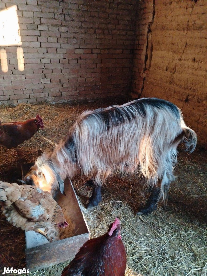 Gergő a bak kecskénk eladó