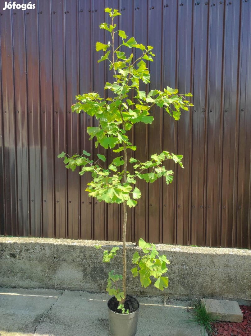 Ginkgo biloba fa 