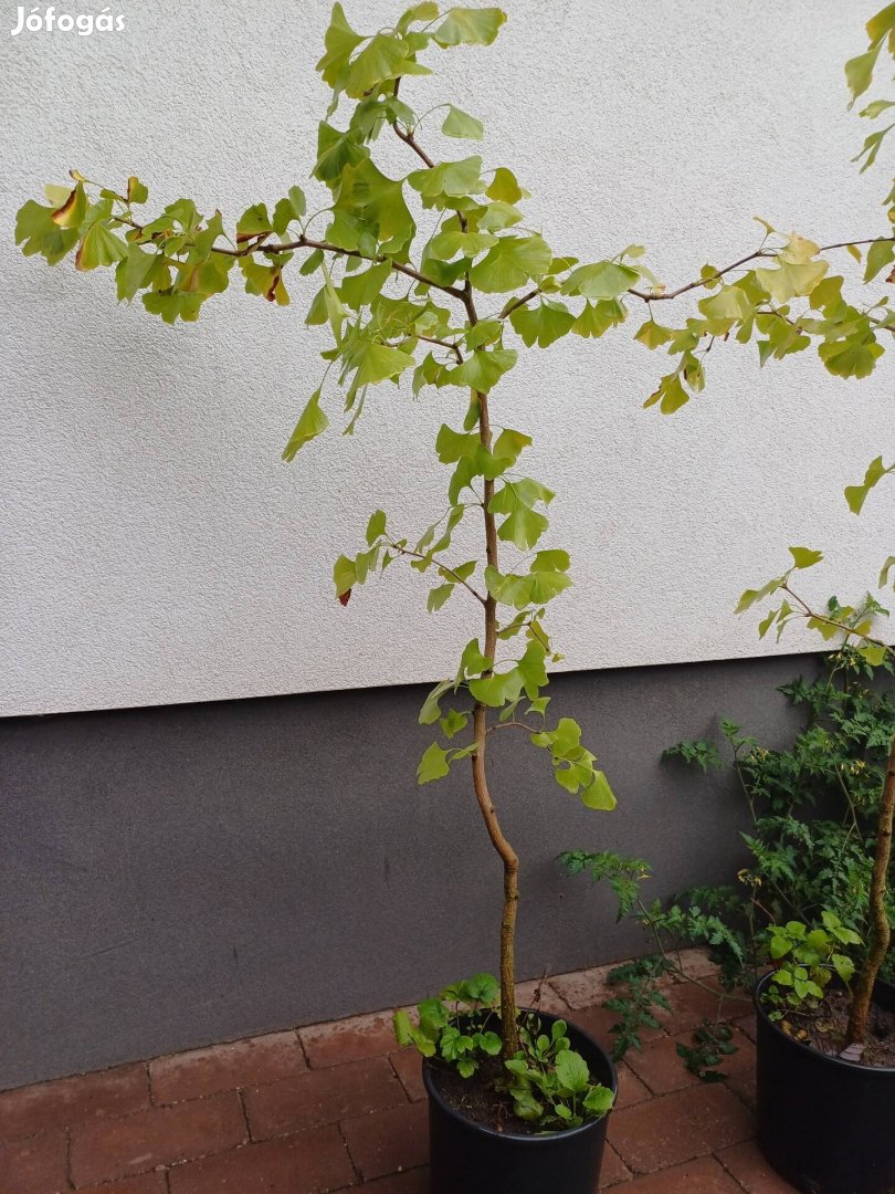 Ginko biloba, páfrányfenyő, fenyő csemete 150+ cm magas