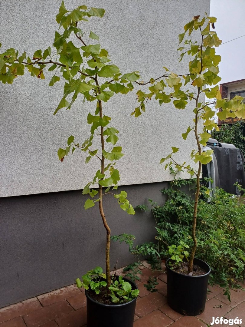 Ginko biloba, páfrányfenyő, fenyő csemete 150+ cm magas