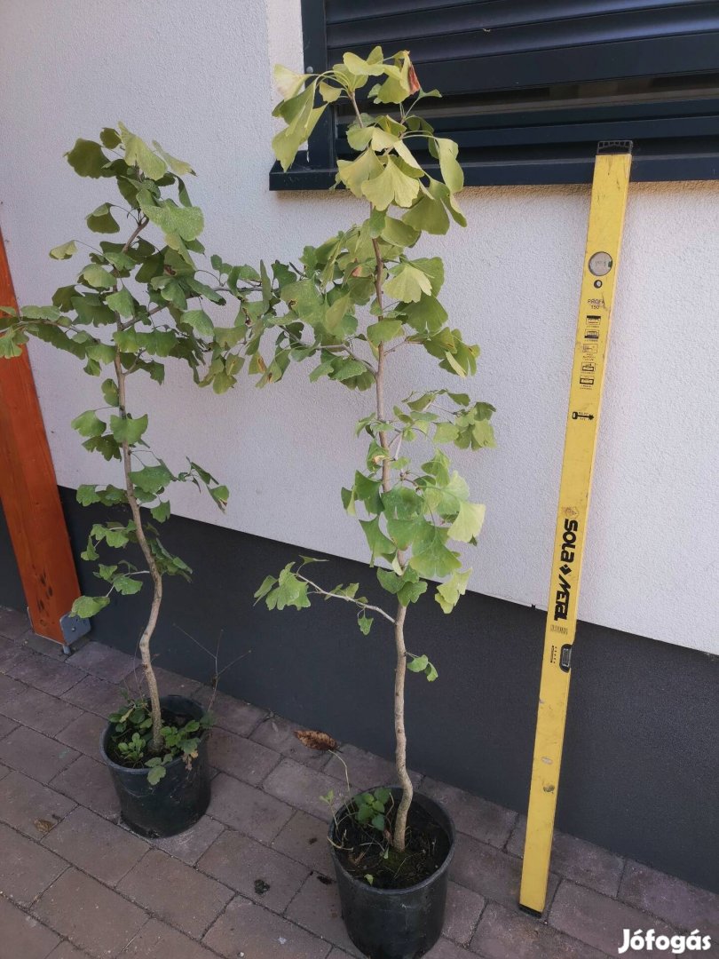 Ginko biloba, páfrányfenyő, fenyő csemete 150cm magas