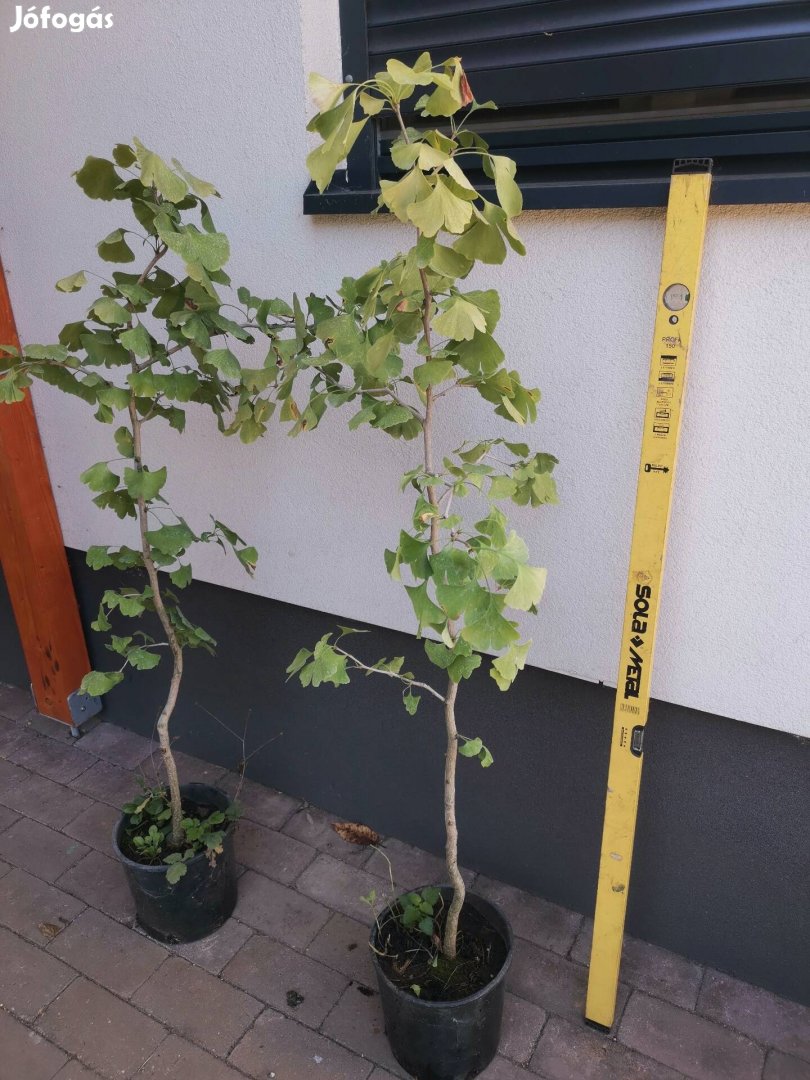 Ginko biloba, páfrányfenyő, fenyő csemete 150cm magas