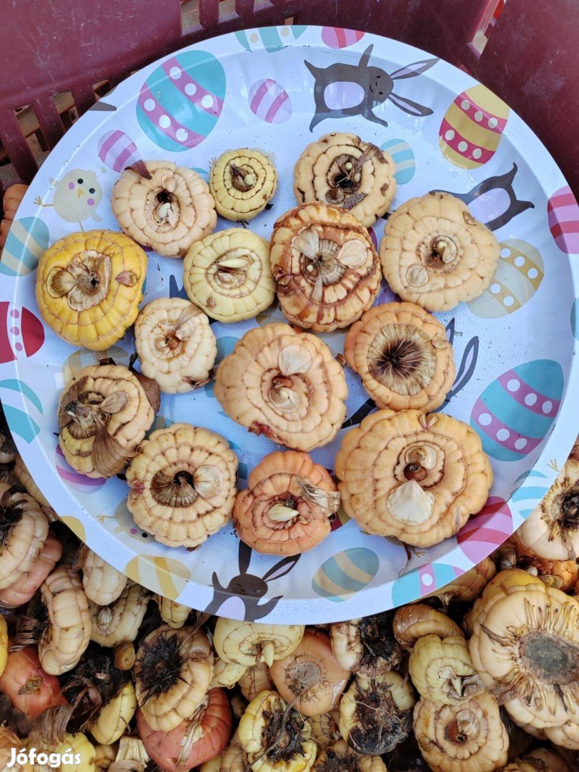 Gladiólusz, vagy kardvirág hagyma