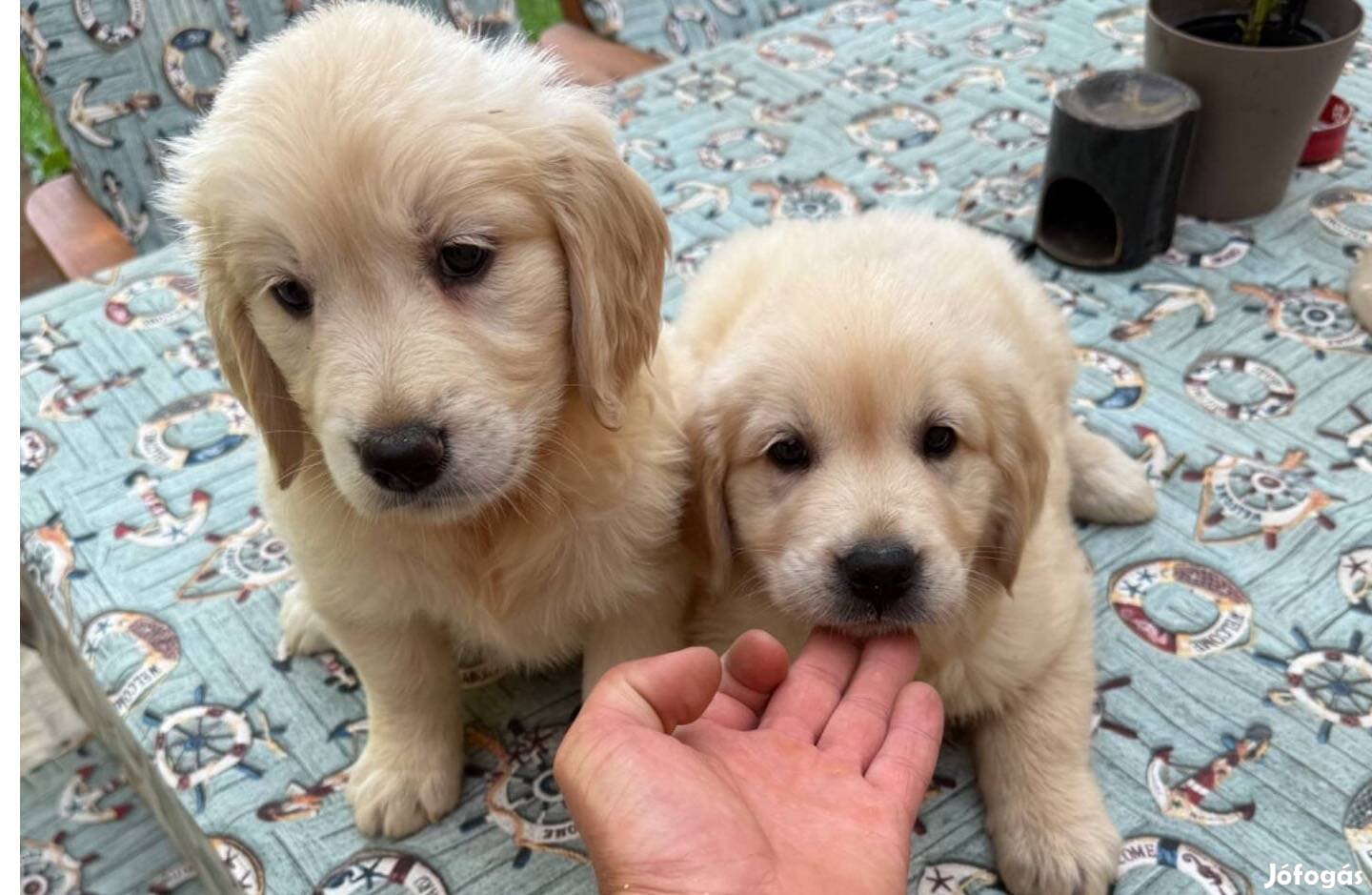 Golden Retriever