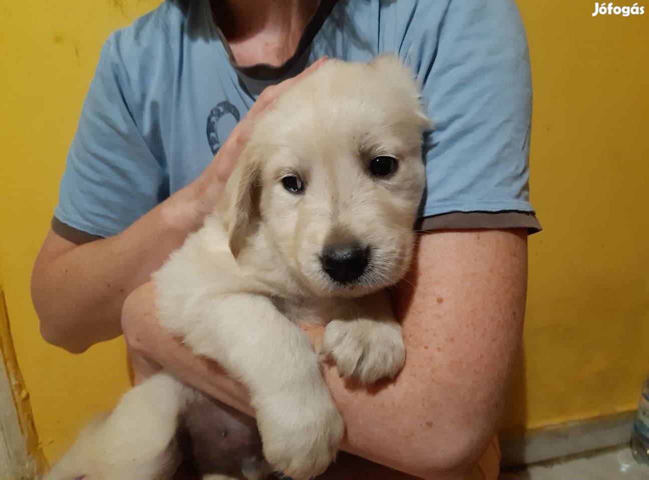 Golden Retriever Jellegű nem törzskönyvezett