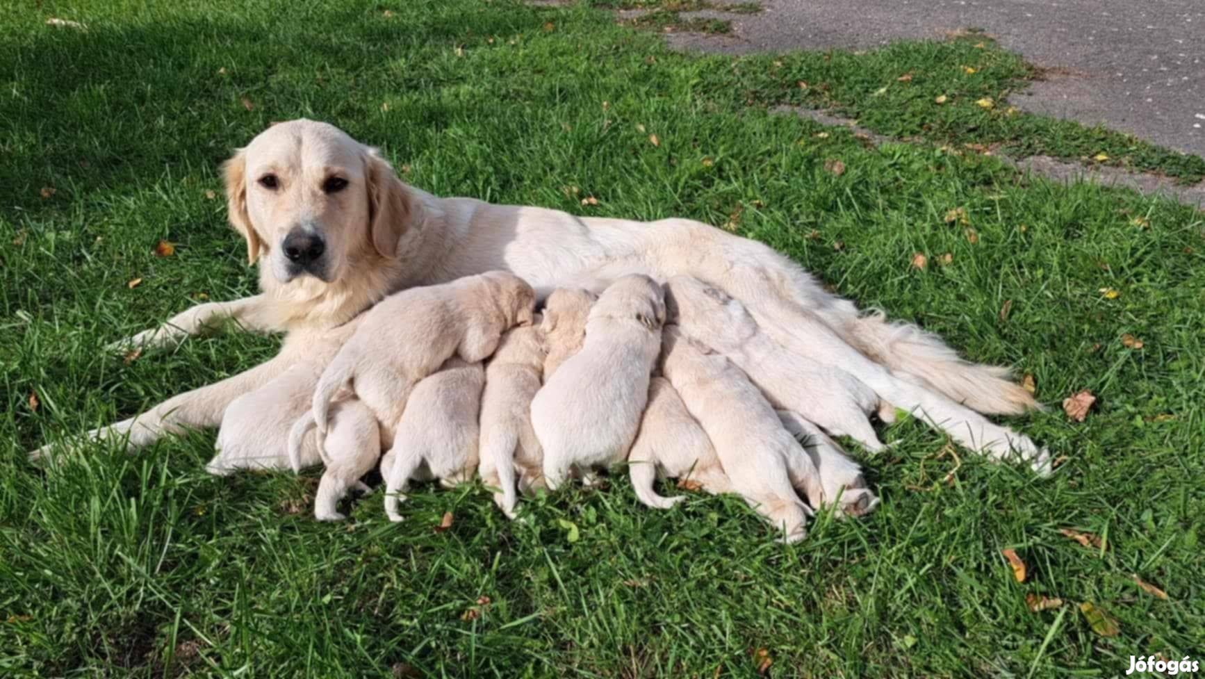 Golden Retriever jellegű kiskutyák