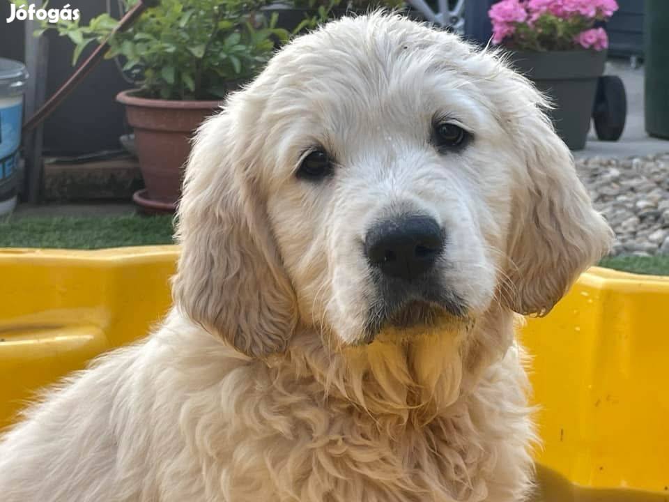 Golden Retriever kiskutyák FCI