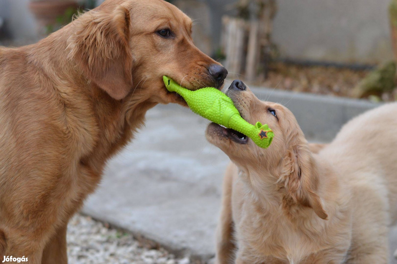 Golden Retriever kölyök kutyusok