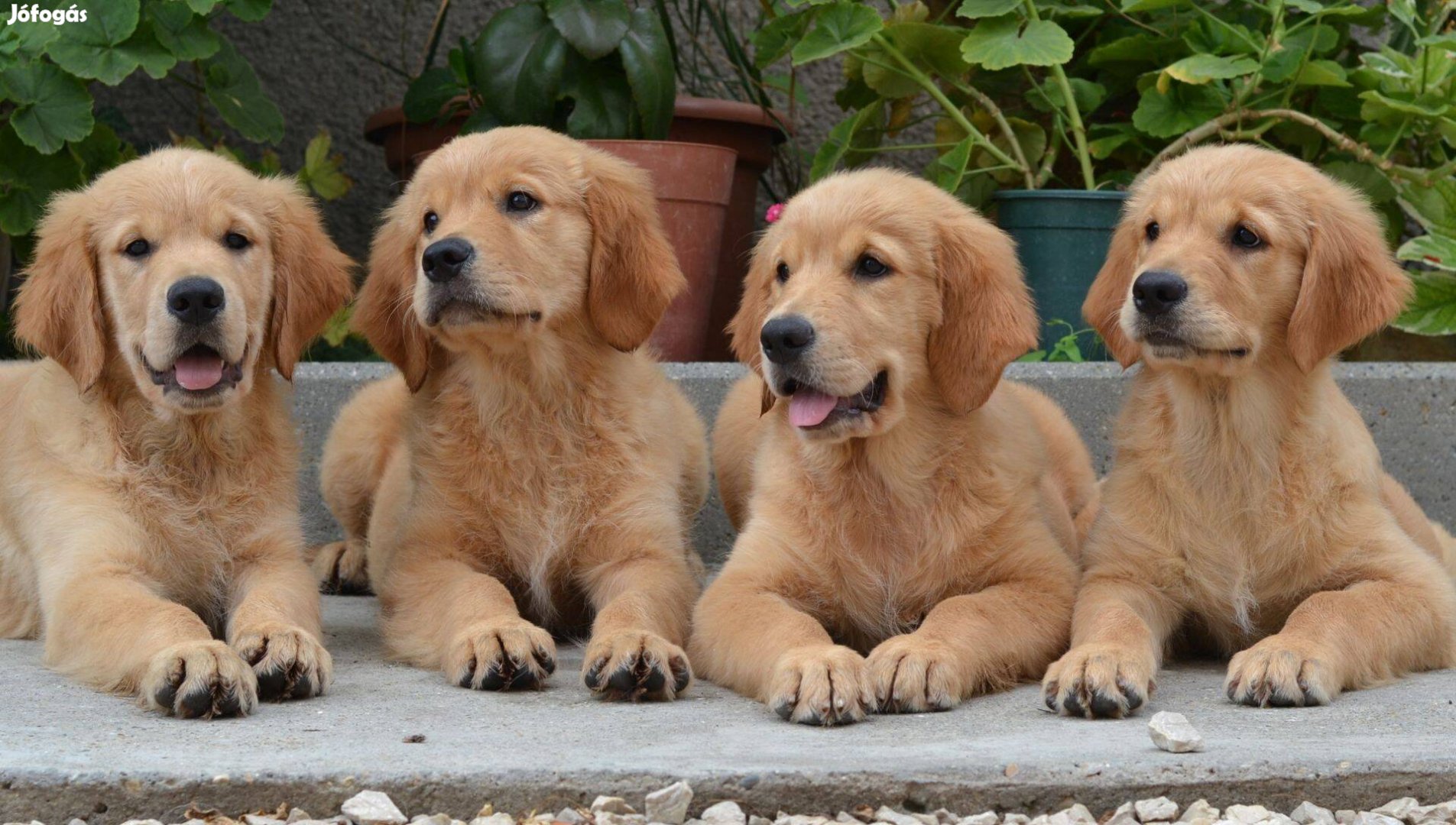 Golden Retriever kölyök kutyusok