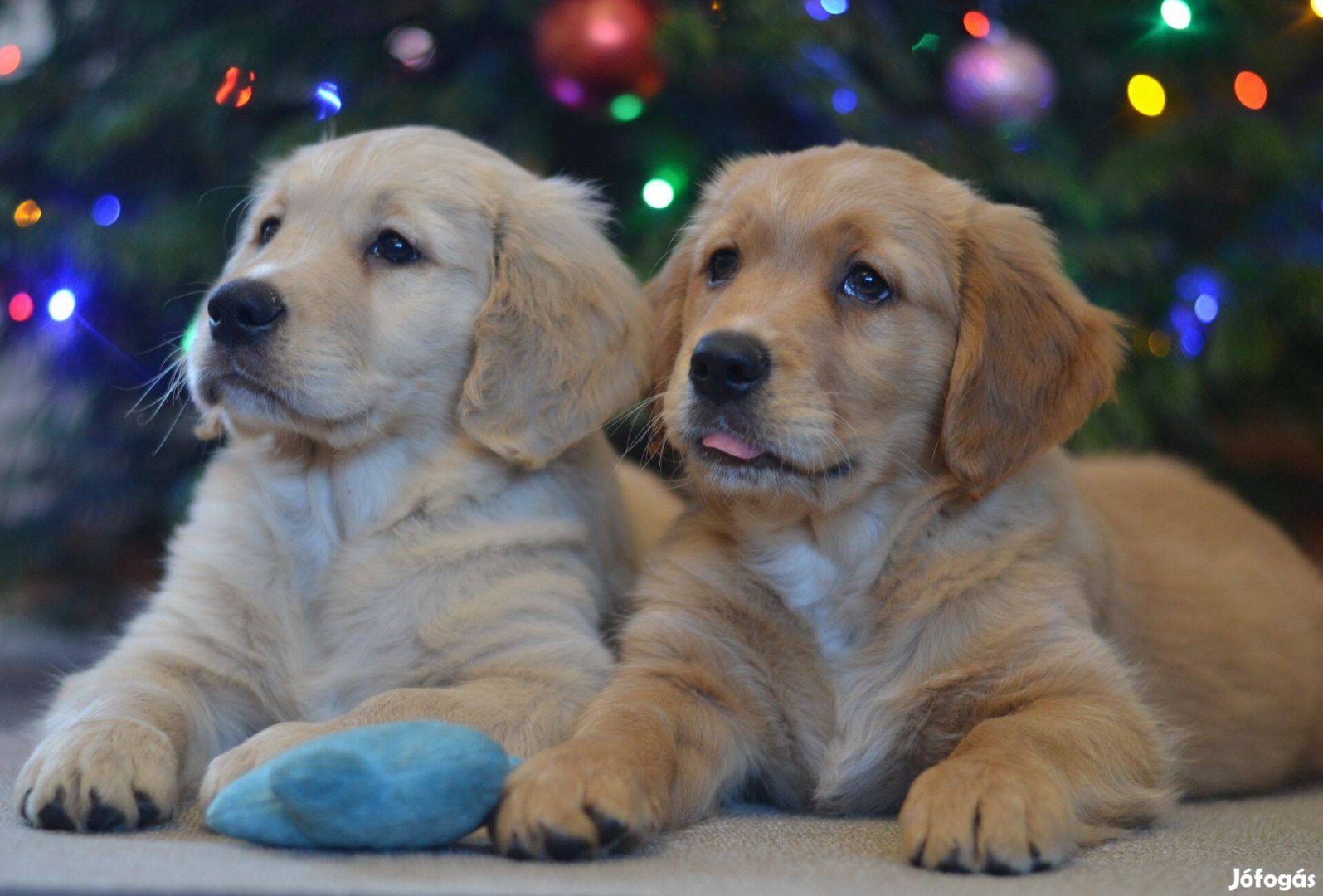 Golden Retriever kölyök kutyusok