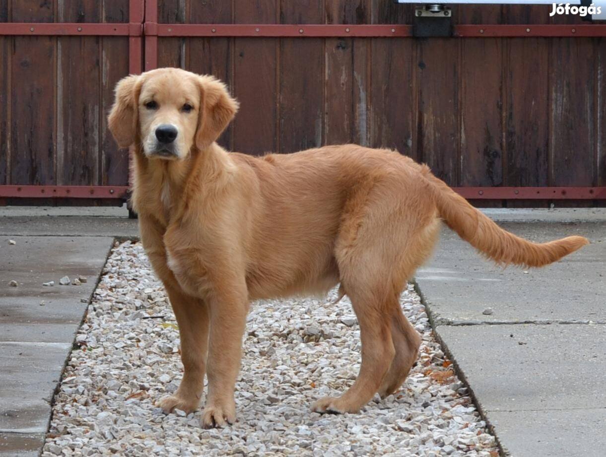 Golden Retriever növendék kölyök kutyusok