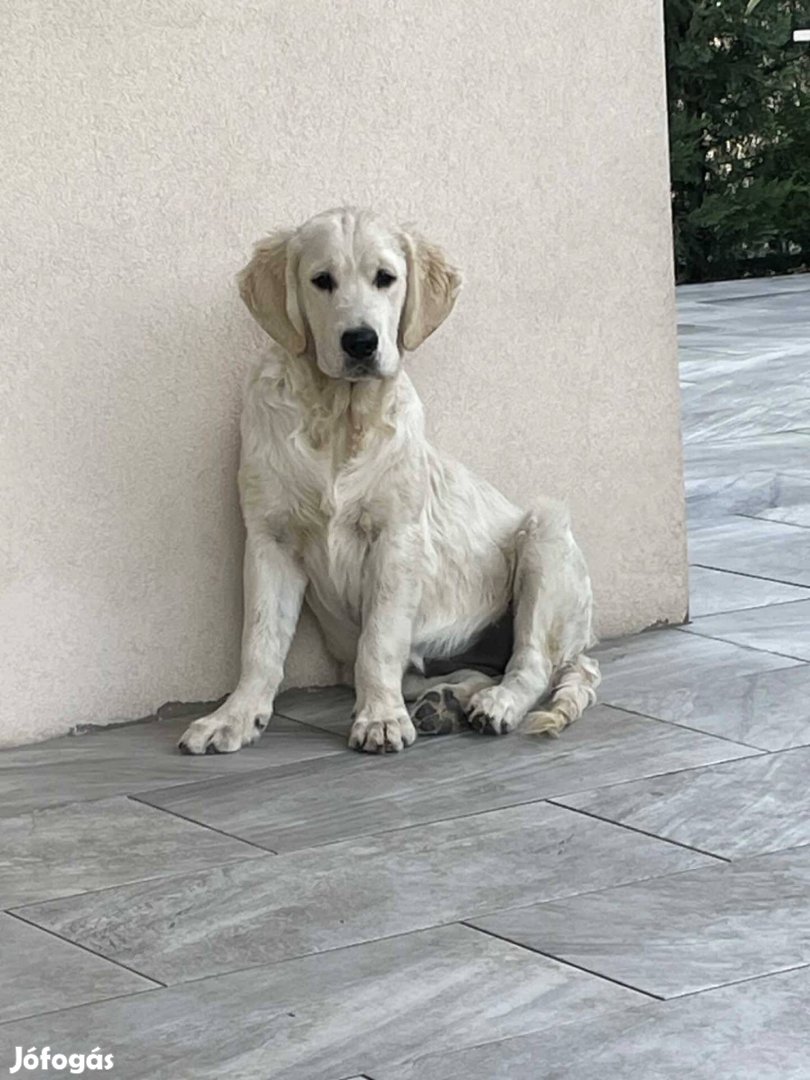 Golden Retriever szuka kutyus