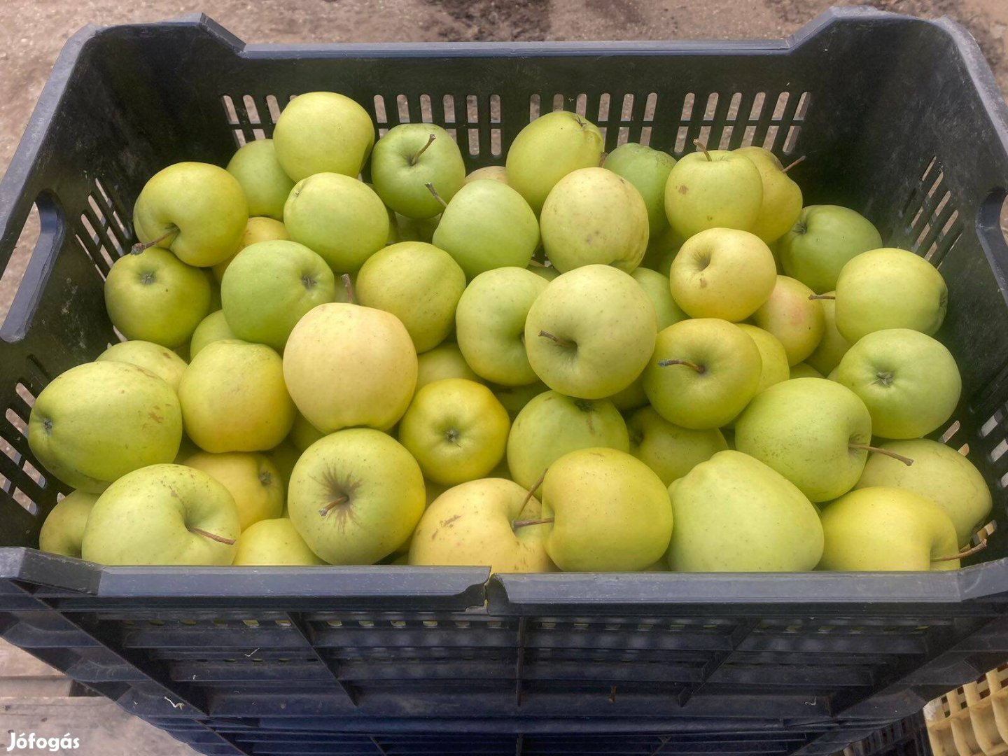 Golden alma 150 Ft/kg Gávavencsellőn eladó