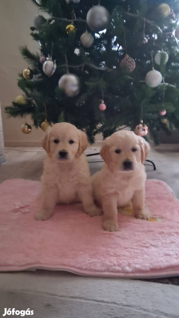 Golden retriever fajtatiszta jellegű kiskutyák ingyen elvihetőek