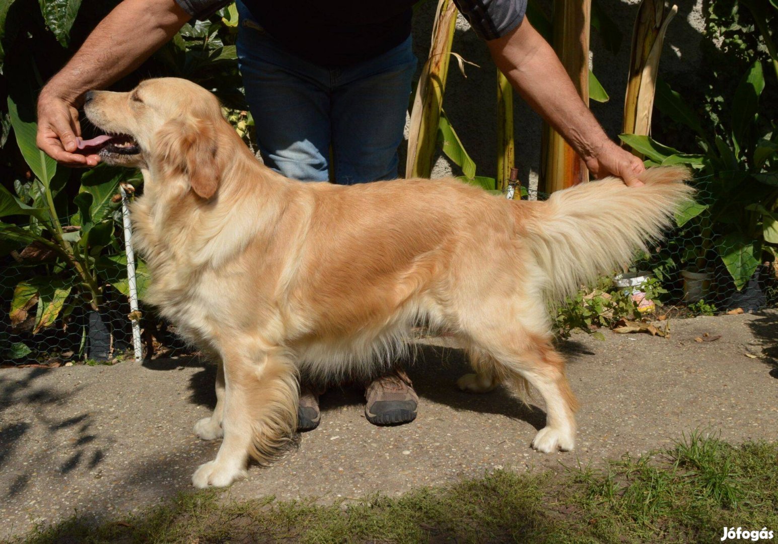 Golden retriever felnőtt kutyus