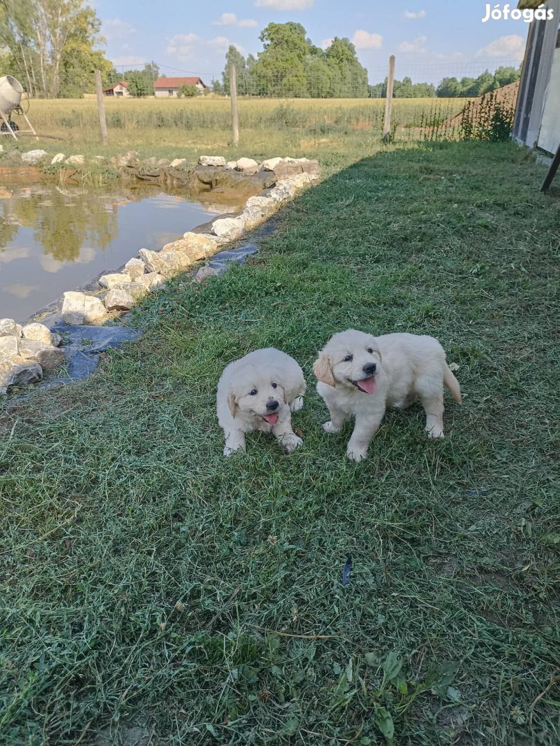 Golden retriever jellegű