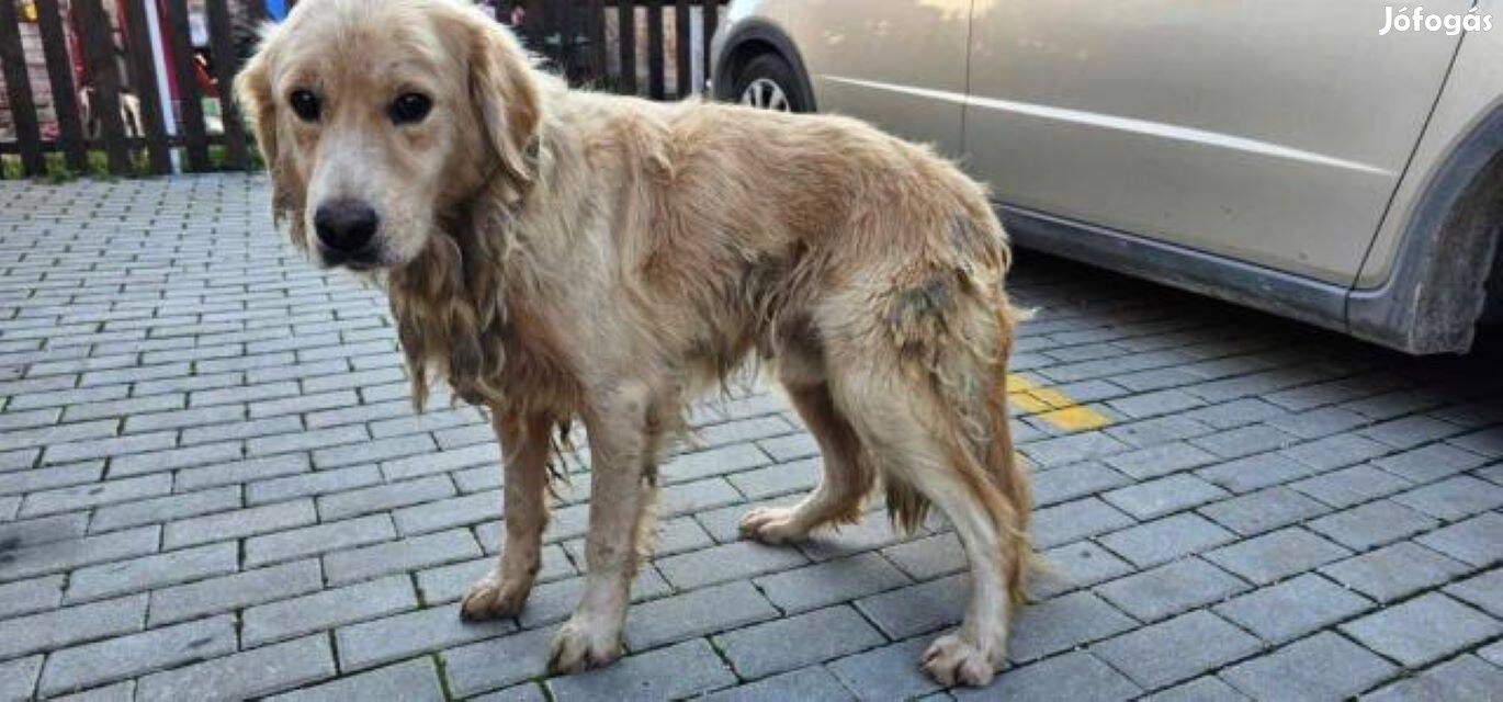 Golden retriever jellegű Bábel gazdát keres