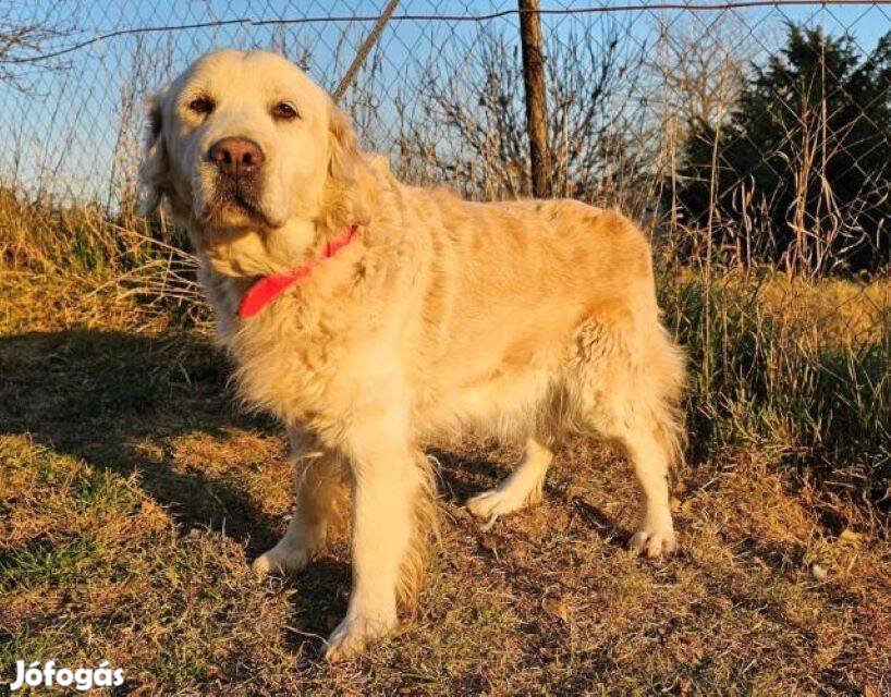 Golden retriever jellegű Borka gazdát keres