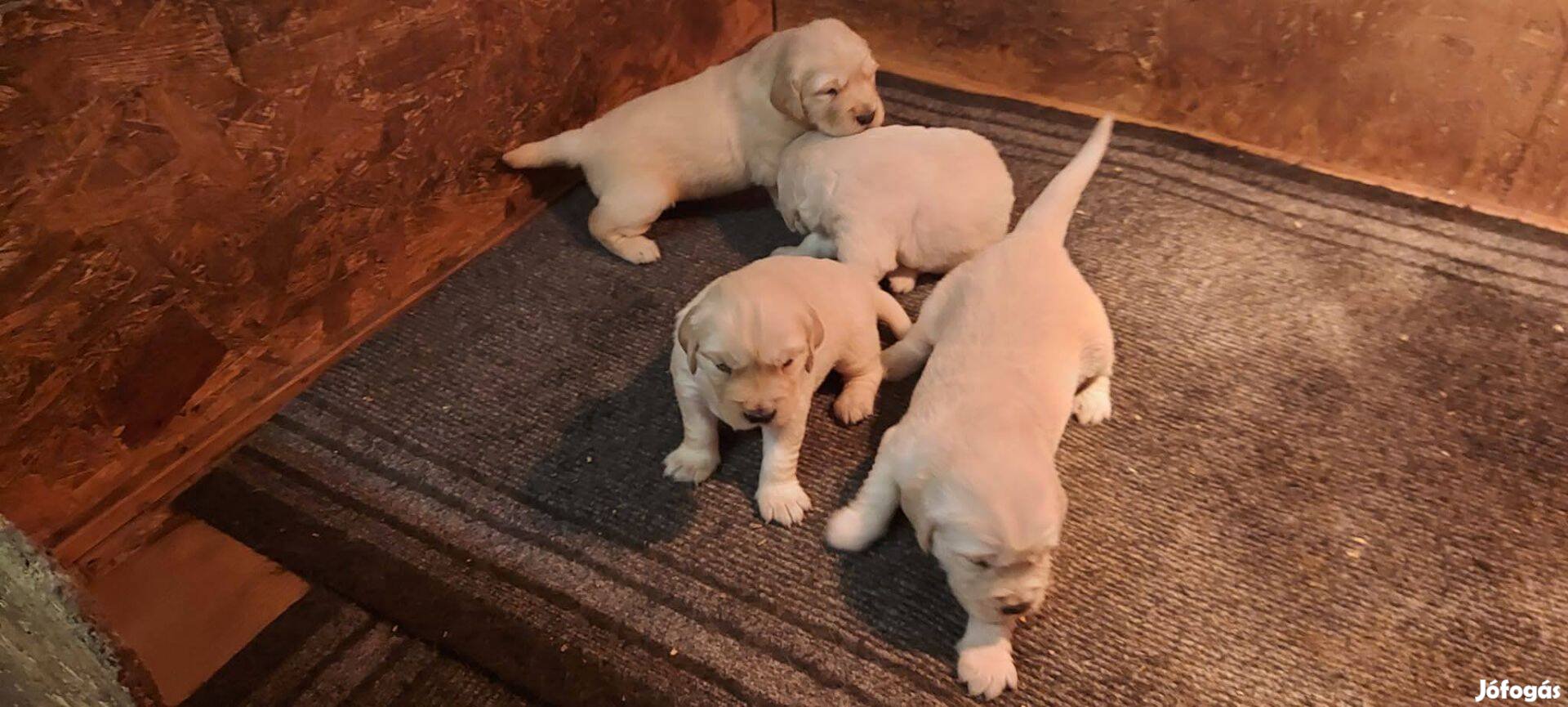 Golden retriever kiskutyák