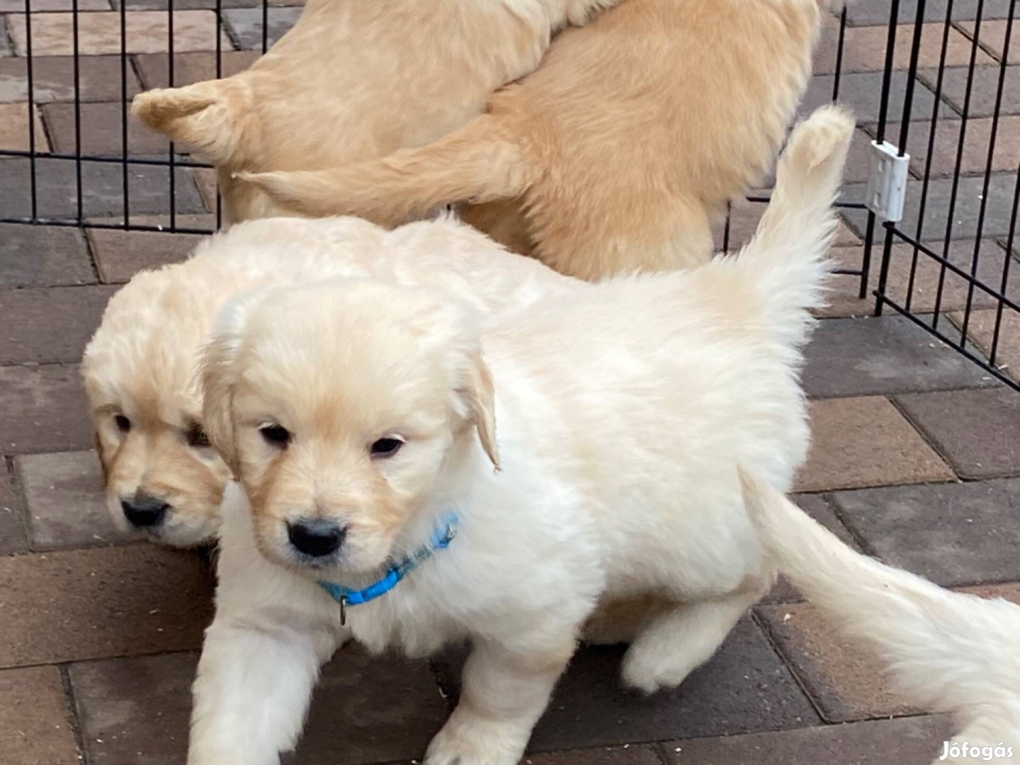 Golden retriever kiskutyák eladók