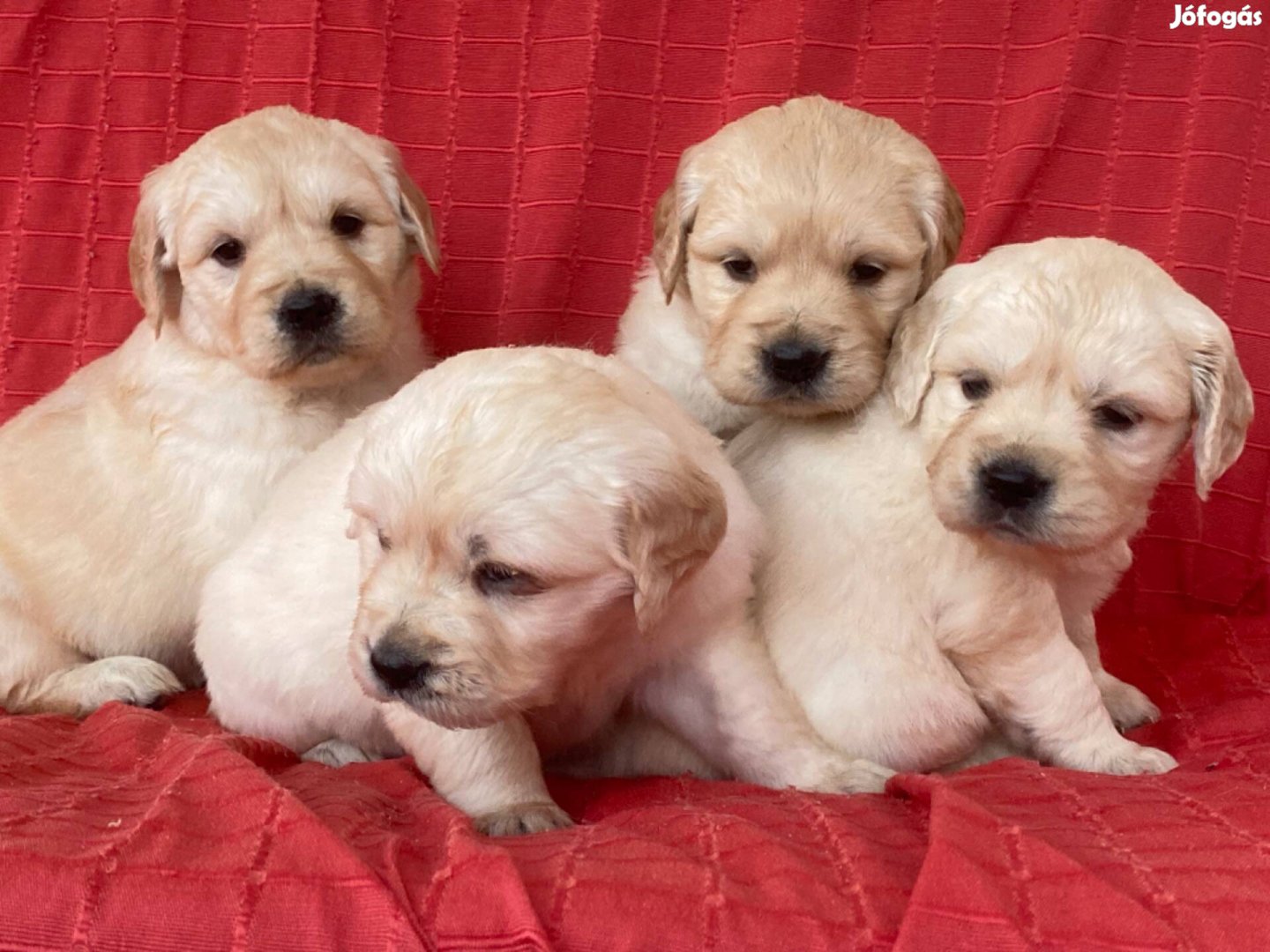 Golden retriever kiskutyák eladók