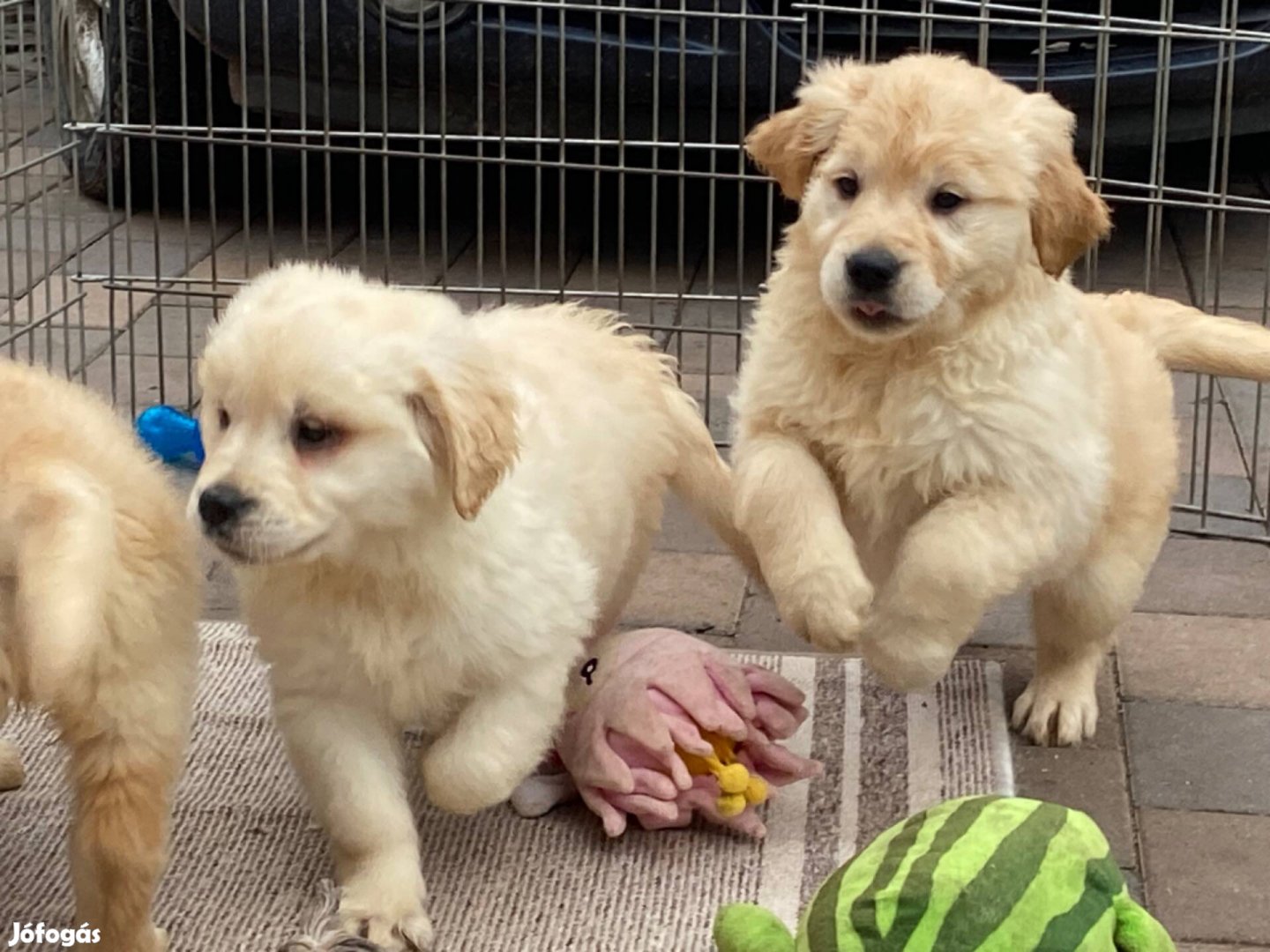 Golden retriever kiskutyák eladók