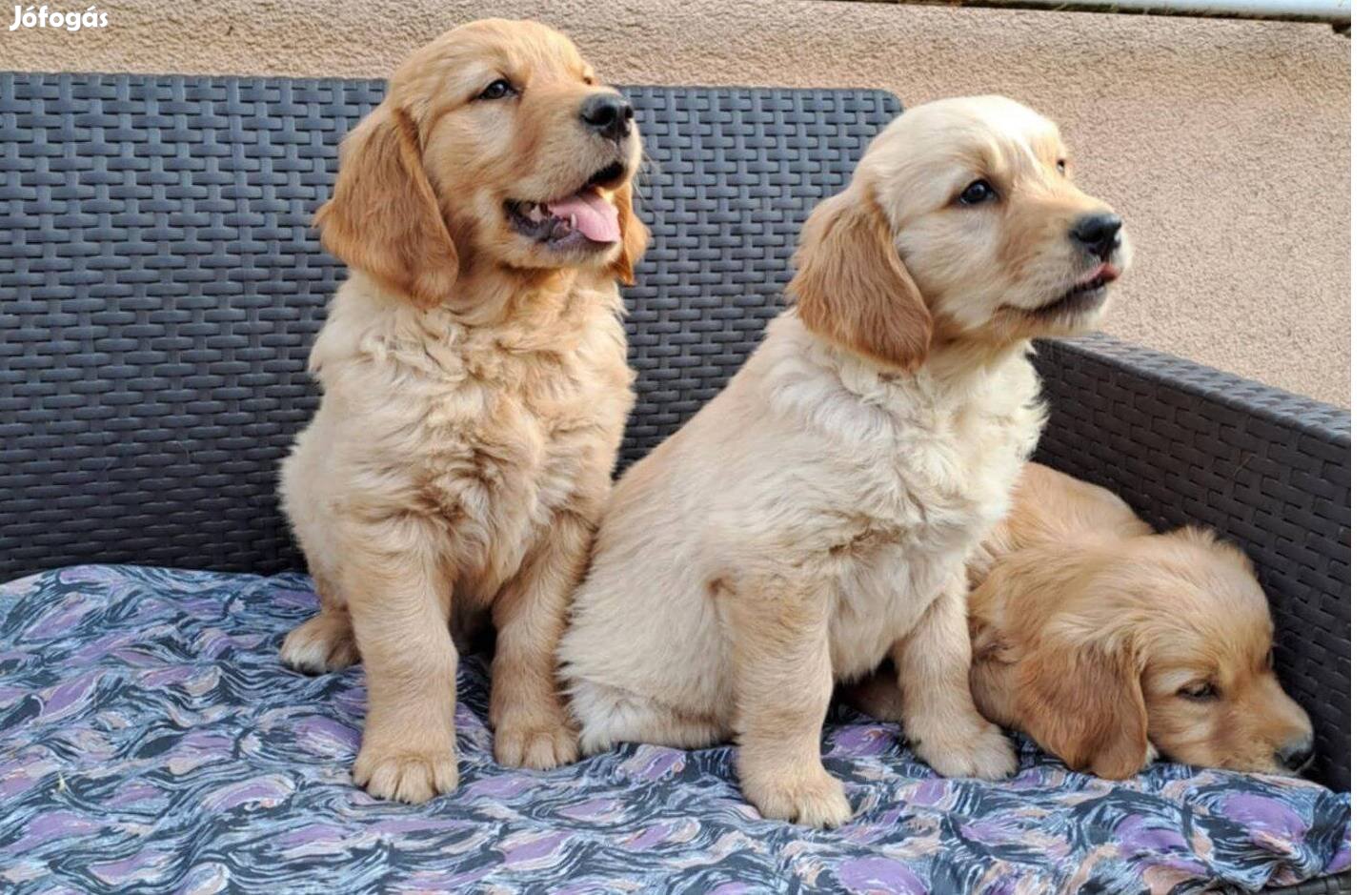 Golden retriever kiskutyák gazdit keresnek!