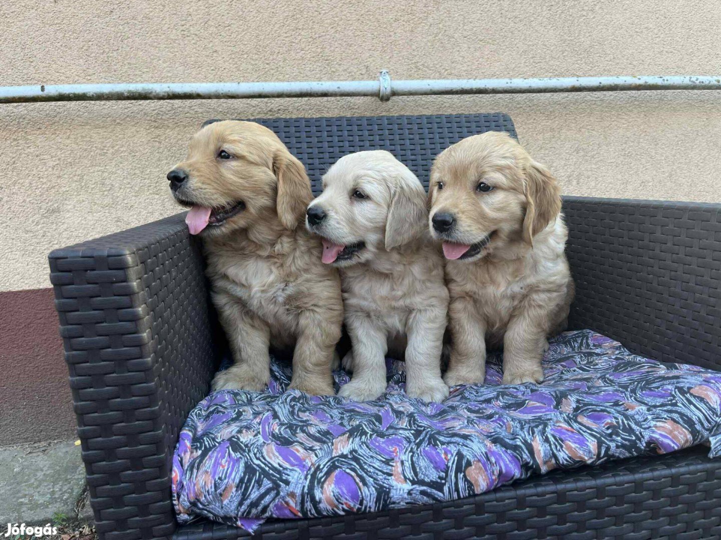 Golden retriever kutyusok gazdit keresnek!
