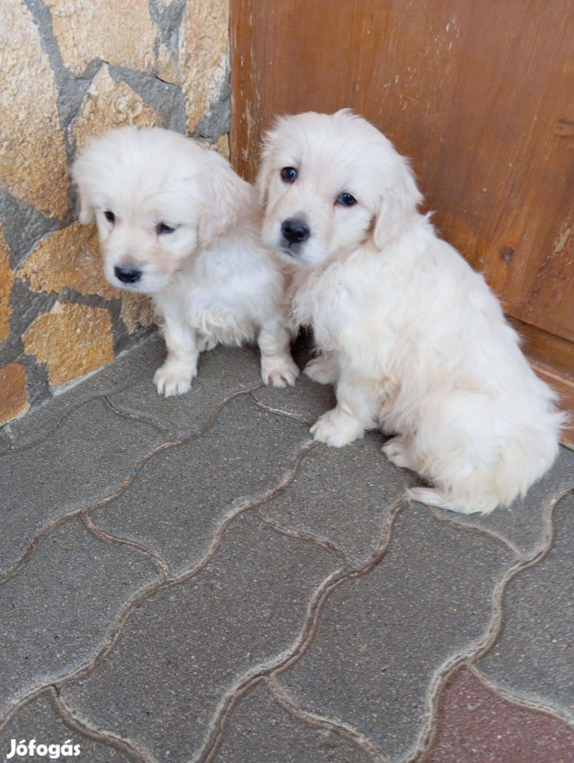 Golden retriever lányok