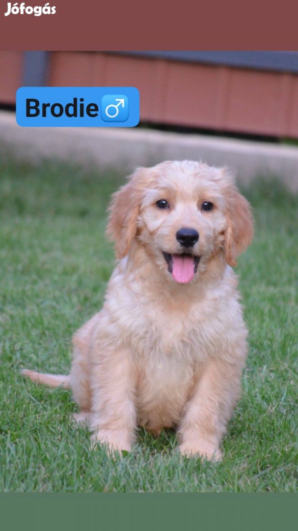 Goldendoodle (F1 Goldendoodle anya + Uszkár apa)