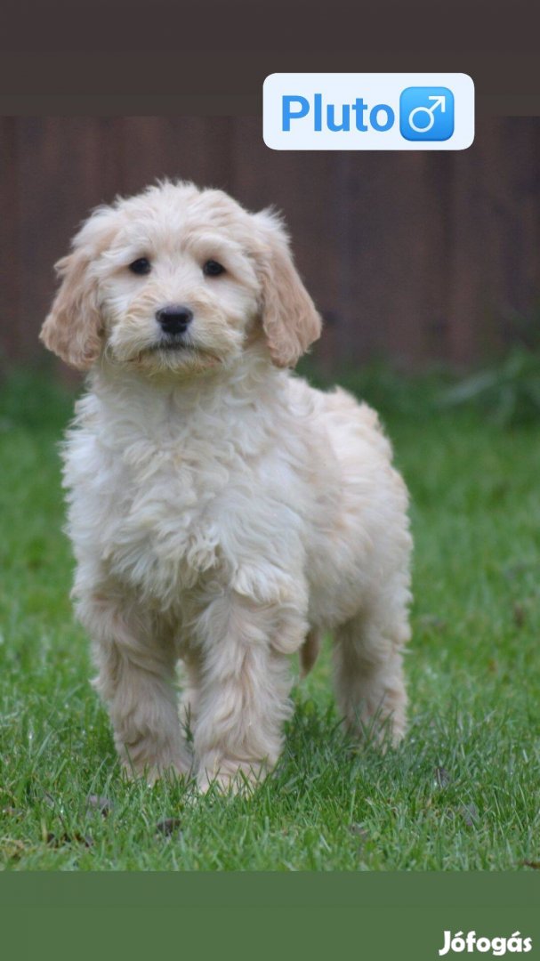 Goldendoodle (F1 Goldendoodle anya + Uszkár apa)