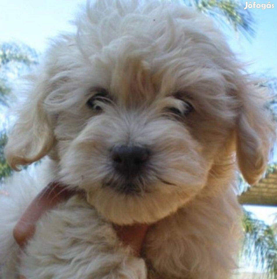 Goldendoodle (jellegű)gyönyörű kiskutyák keresik az álomgazdit ingyen