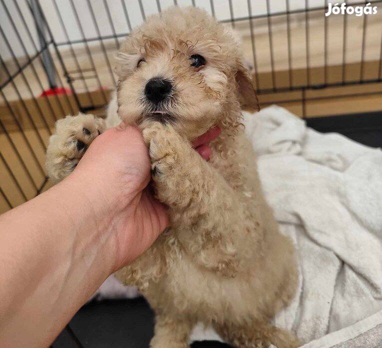 Goldendoodle (jellegű)kiskutyusok elvihetők hamarosan ingyen