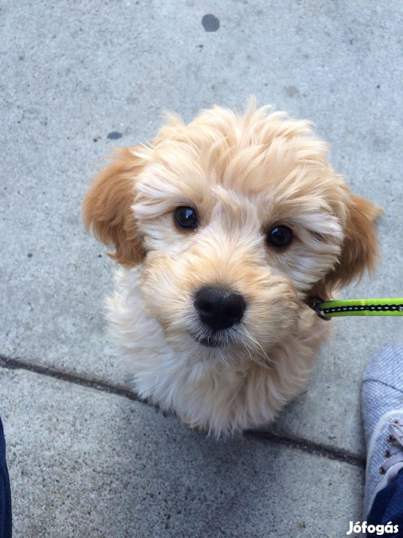 Goldendoodle(jellegű)kiskutyák örökbefogadásra ingyen