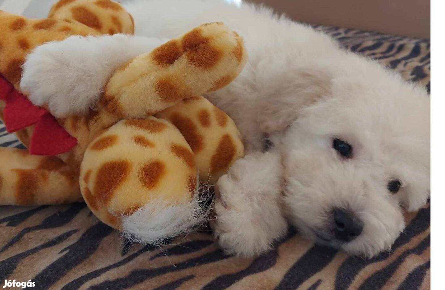 Goldendoodle kiskutyák fajtajellegűek örökbefogadásra ingyenesen