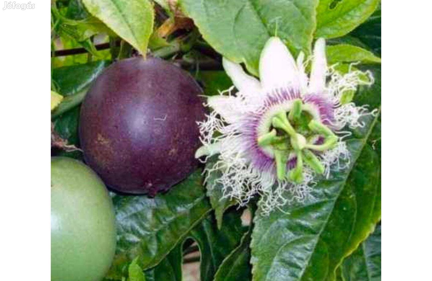 Golgotavirág/ Maracuja Passiflora edulis palánta