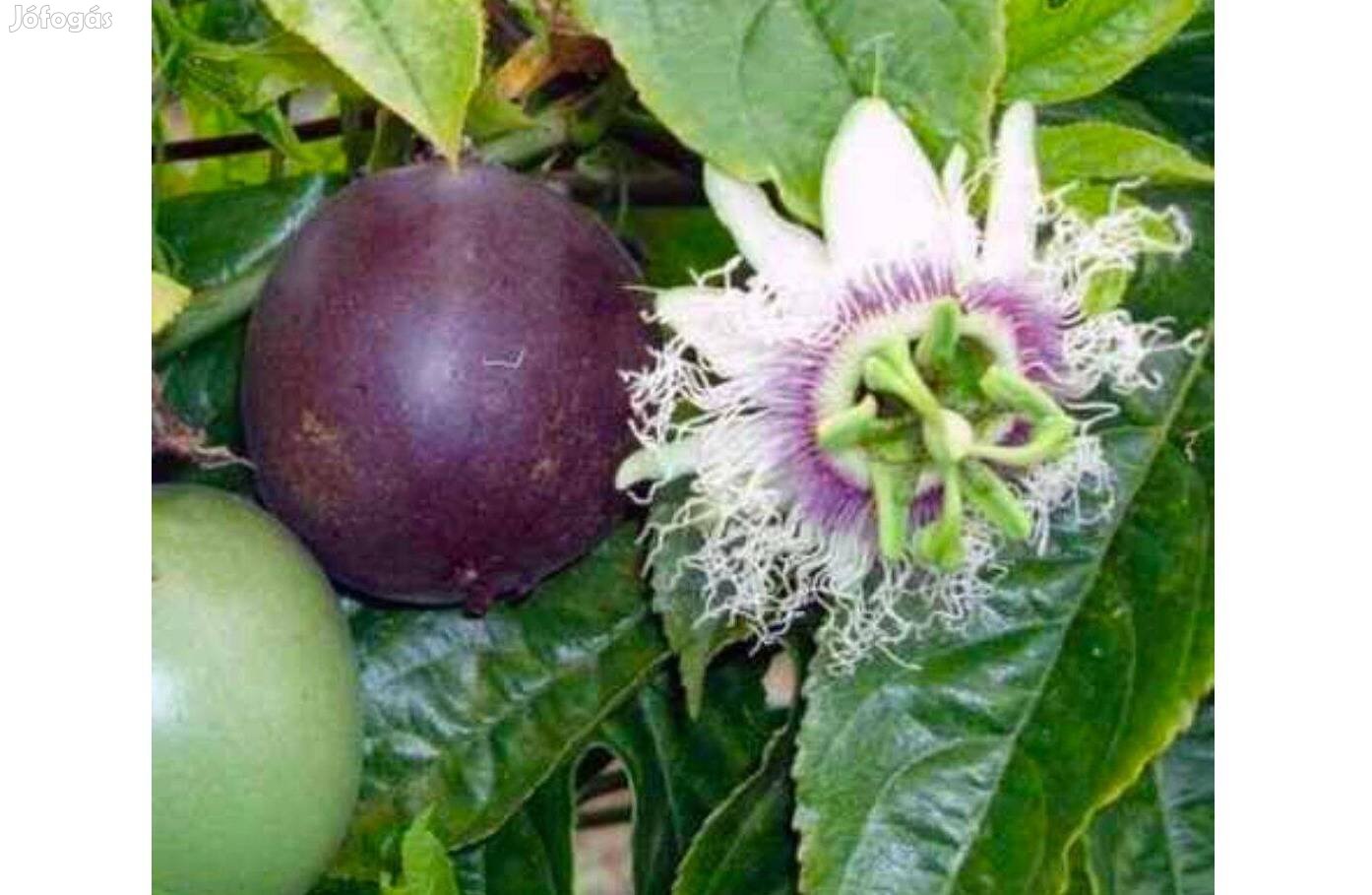 Golgotavirág/ Maracuja Passiflora edulis palánta