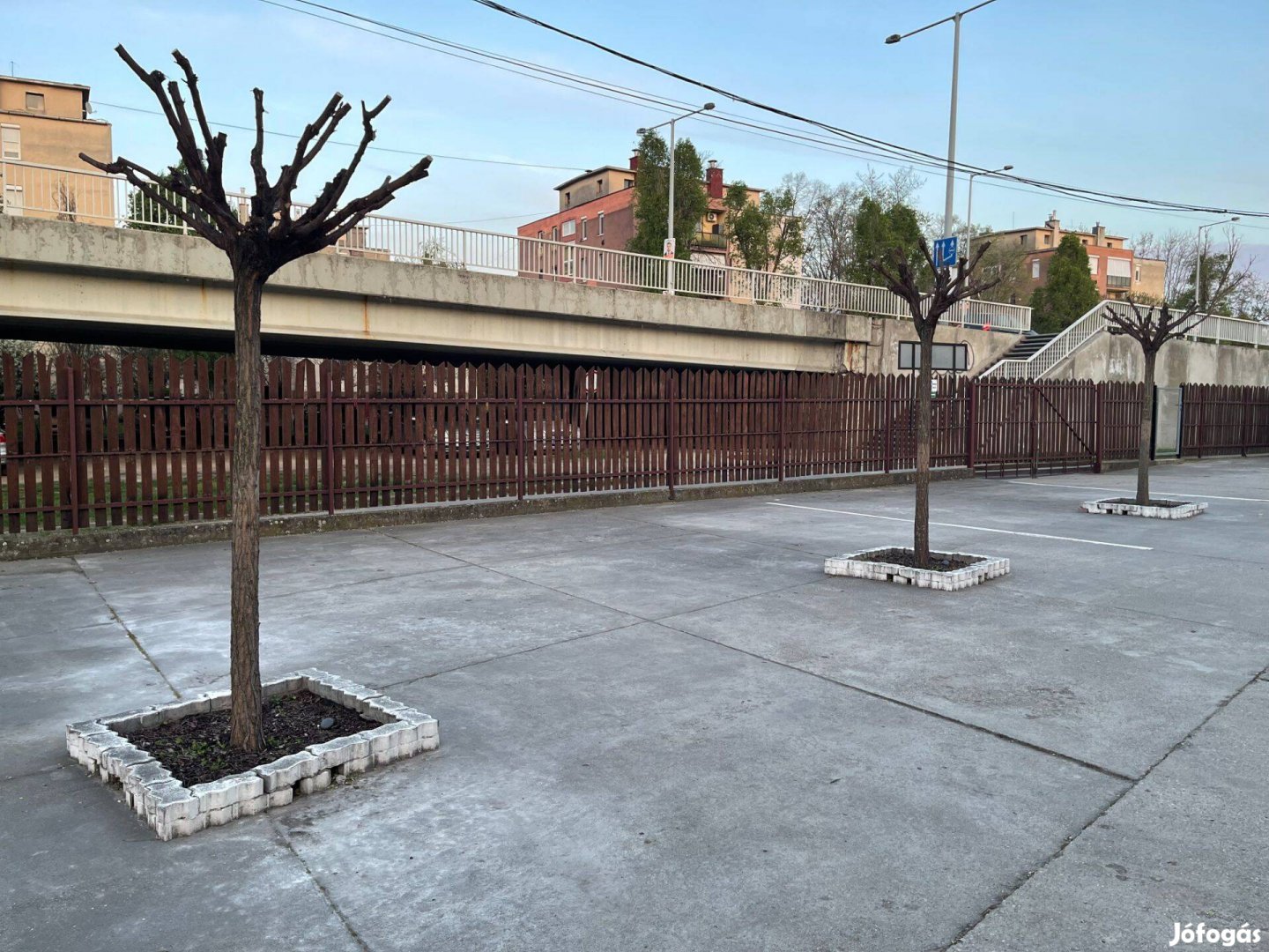 Gömb akác fiatal, átültetésre váró ingyen elvihető