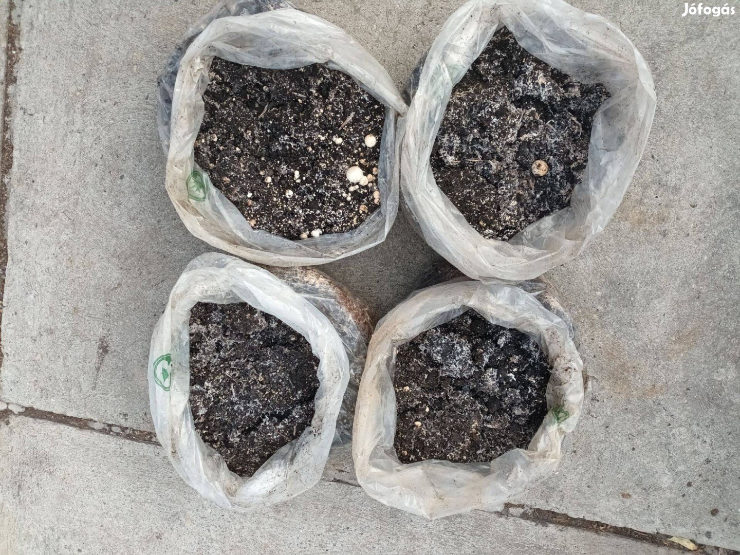 Gombatrágya, akár kiszállítással is