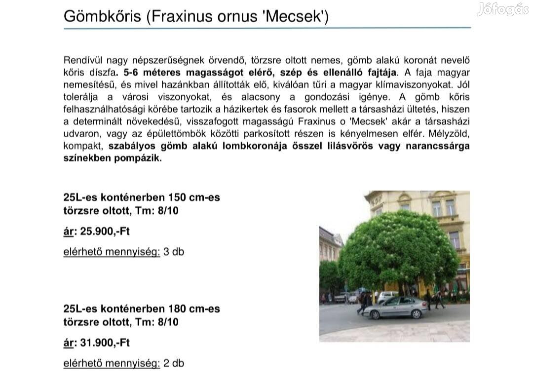 Gömbkőris fa 'Mecsek'