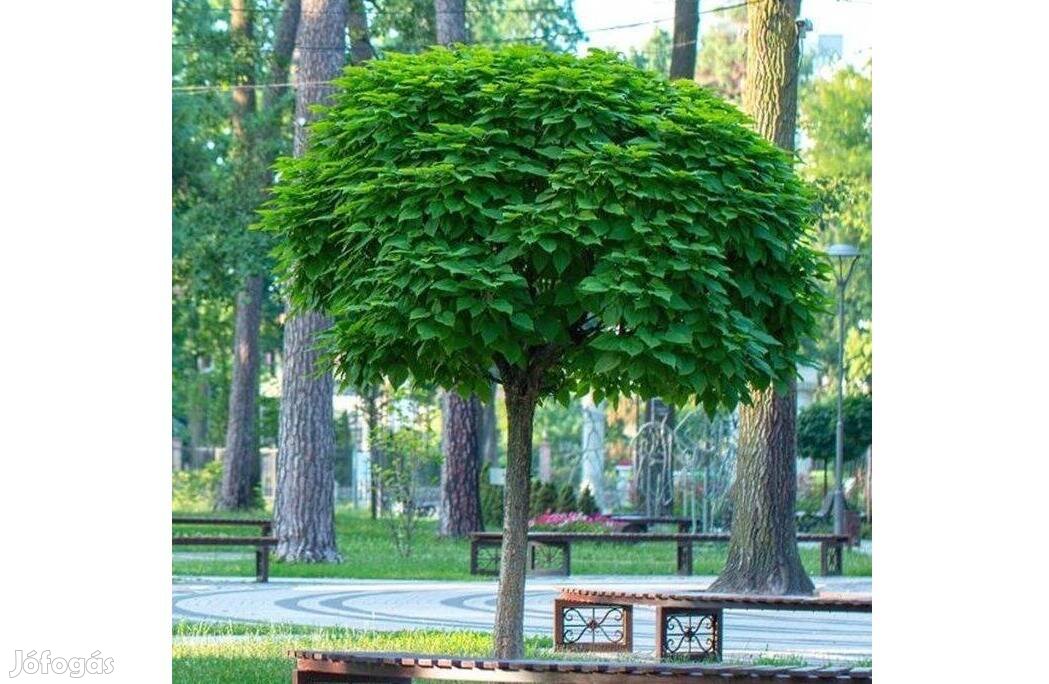 Gömbszivarfa - Catalpa bignonioides 'Nana'