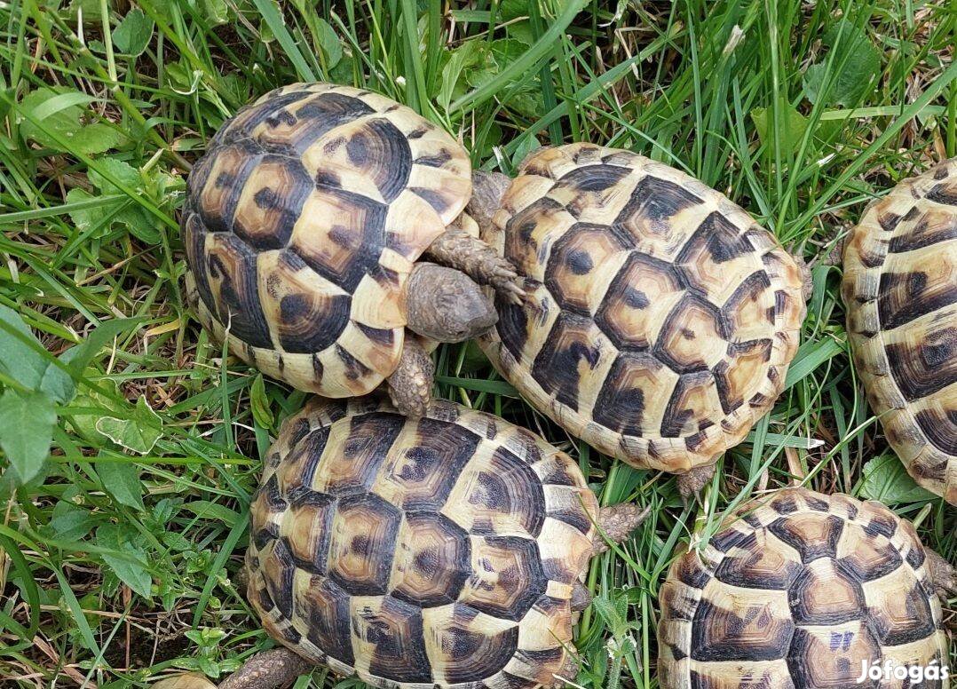 Görög teknős 2025-ös kelésűek Budapesten eladók