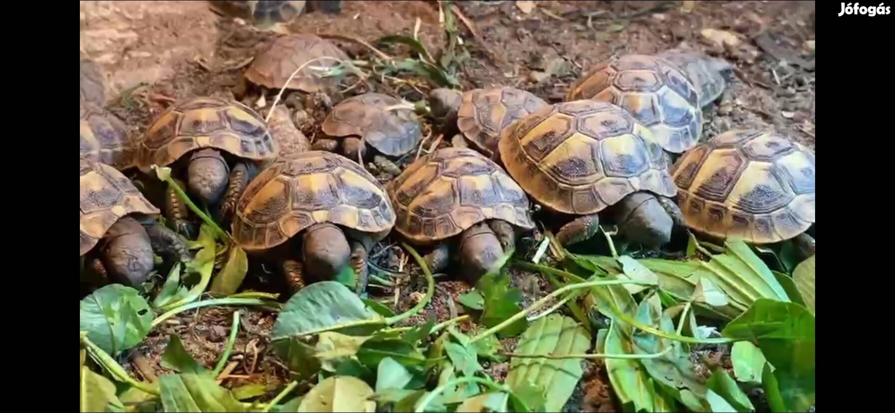 Görög teknős (Testudo hermanni boettgeri)